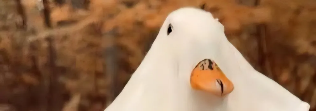 petto
